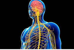 Neurology Nervous System Care and Advances